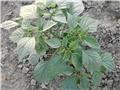 purple tomatillo